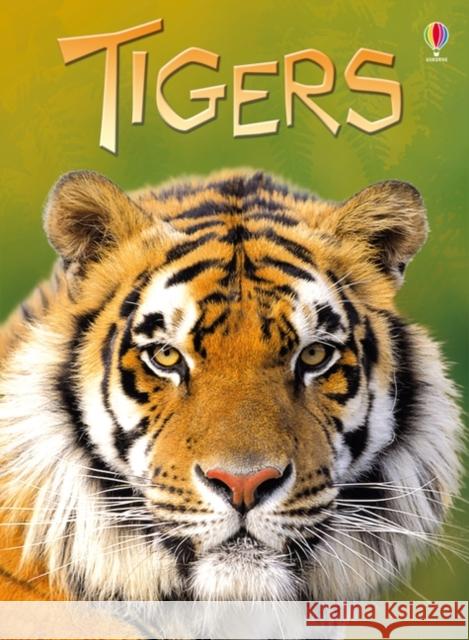 Tigers James Maclaine 9781409530671