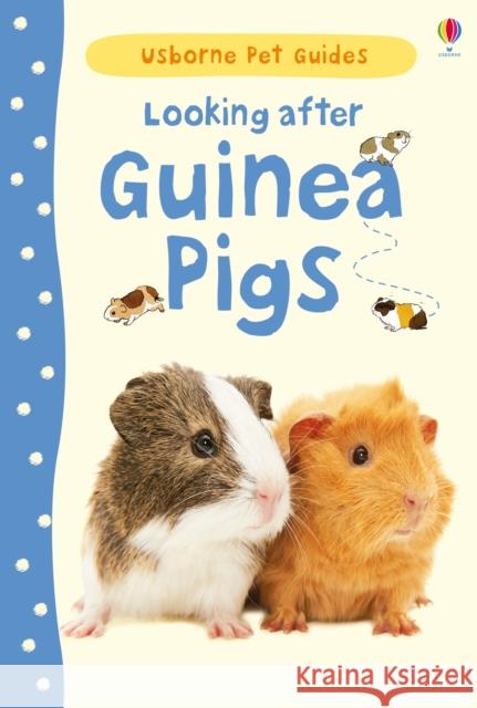 Looking after Guinea Pigs Laura Howell 9781409561880 Usborne Publishing Ltd