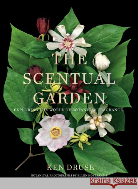 The Scentual Garden: Exploring the World of Botanical Fragrance Kenneth Druse Ellen Hoverkamp 9781419738166 Abrams