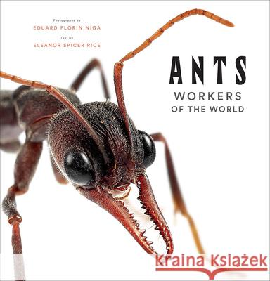 Ants: Workers of the World Eleanor Spicer Rice Eduard Florin Niga 9781419748493 Abrams