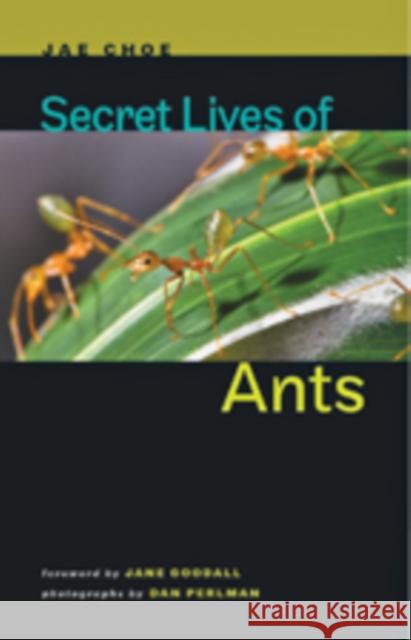 Secret Lives of Ants Jae C. Choe Dan Perlman Jane Goodall 9781421404288