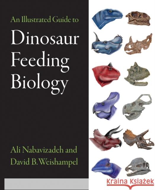 An Illustrated Guide to Dinosaur Feeding Biology David B. (Johns Hopkins University School of Medicine) Weishampel 9781421413532 Johns Hopkins University Press