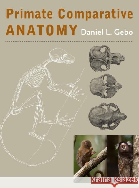 Primate Comparative Anatomy Gebo, Daniel L. 9781421414898 John Wiley & Sons