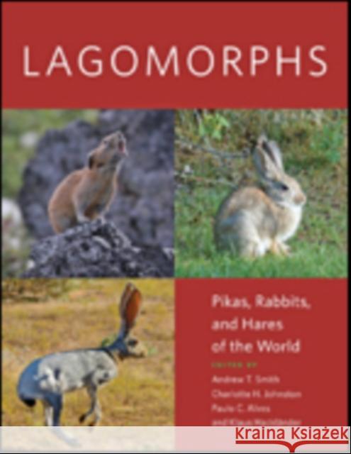Lagomorphs: Pikas, Rabbits, and Hares of the World Smith, Andrew T.; Johnston, Charlotte H.; Alves, Paulo C. 9781421423401 John Wiley & Sons