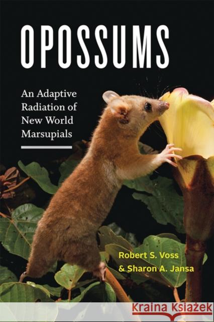 Opossums: An Adaptive Radiation of New World Marsupials Voss, Robert S. 9781421439785 Johns Hopkins University Press