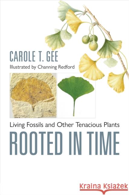 Rooted in Time: Living Fossils and Other Tenacious Plants Carole T. (Associate Professor of Paleontology, University of Bonn) Gee 9781421449388 Johns Hopkins University Press