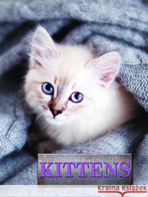 Kittens Marcus Schneck 9781422243169 Mason Crest Publishers