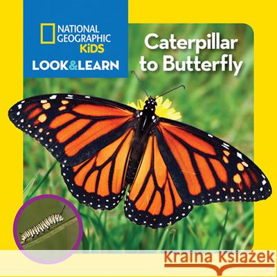 National Geographic Kids Look and Learn: Caterpillar to Butterfly National Geographic Kids 9781426323065 National Geographic Society