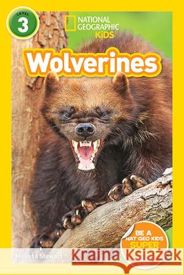 National Geographic Readers: Wolverines (L3) Melissa Stewart 9781426332227 National Geographic Society