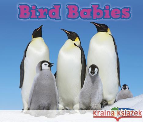 Bird Babies Catherine Veitch 9781432984175