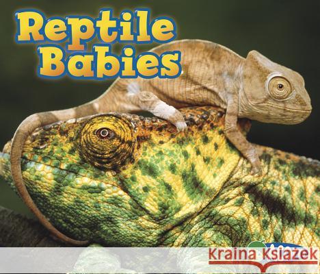 Reptile Babies Catherine Veitch 9781432984212