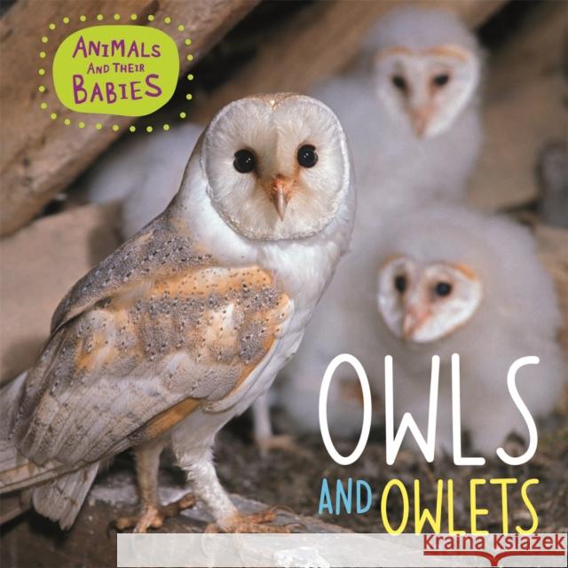 Animals and their Babies: Owls & Owlets Annabelle Lynch 9781445148854