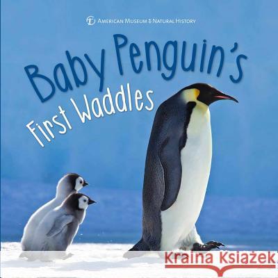 Baby Penguin's First Waddles American Museum of Natural History 9781454927013 Sterling Children's Books