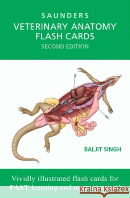 Veterinary Anatomy Flash Cards Saunders   9781455776832 Saunders