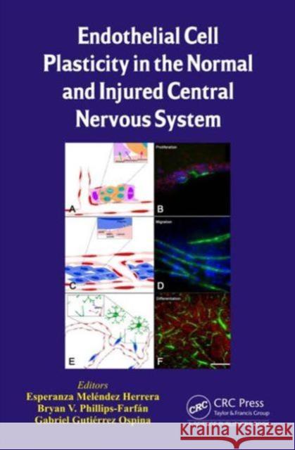 Endothelial Cell Plasticity in the Normal and Injured Central Nervous System Esperanza Melendez Herrera Bryan V. Phillips-Farfan Gabriel Gutierrez  Ospina 9781466599215