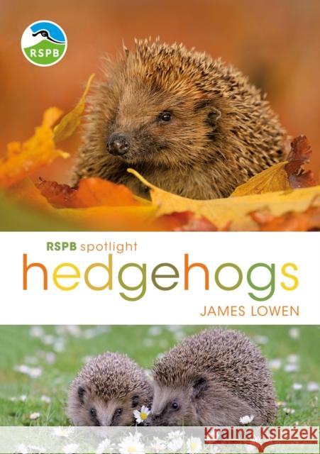RSPB Spotlight Hedgehogs James Lowen 9781472950086 Bloomsbury Natural History