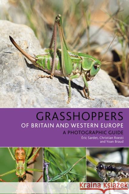 Grasshoppers of Britain and Western Europe: A Photographic Guide Sardet, Éric 9781472954862 Bloomsbury Publishing PLC