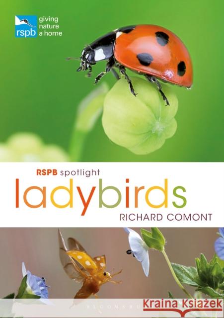 RSPB Spotlight Ladybirds Richard Comont 9781472955852 Bloomsbury Publishing PLC