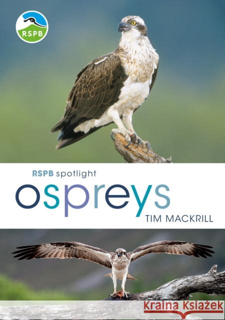 RSPB Spotlight Ospreys Tim (Author) Mackrill 9781472956033 Bloomsbury Wildlife