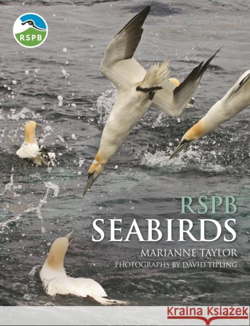 RSPB Seabirds Marianne Taylor 9781472964502 Bloomsbury Wildlife