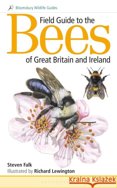 Field Guide to the Bees of Great Britain and Ireland Steven Falk (Author) Richard Lewington  9781472967053 Bloomsbury Publishing PLC