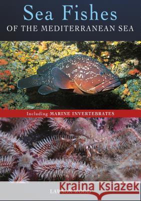 Sea Fishes Of The Mediterranean Including Marine Invertebrates Lawson Wood   9781472967169 Bloomsbury Wildlife