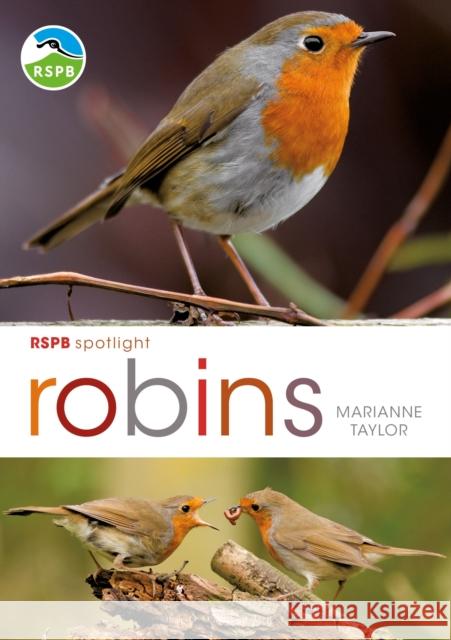 RSPB Spotlight: Robins Marianne Taylor 9781472971739 Bloomsbury Wildlife