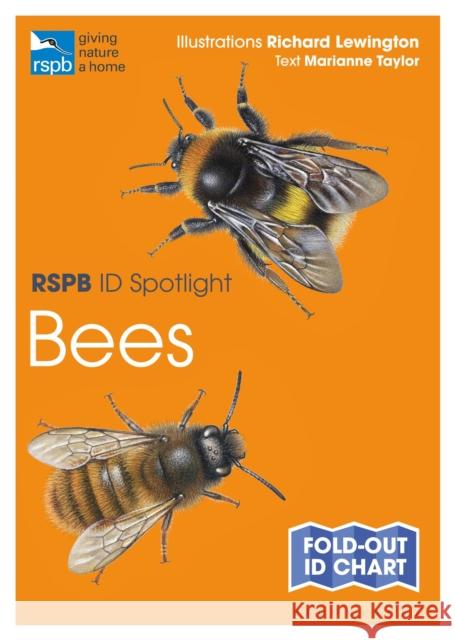 RSPB ID Spotlight - Bees Marianne Taylor Richard Lewington 9781472974273 Bloomsbury Publishing PLC