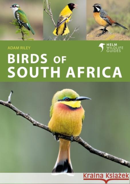 Birds of South Africa Adam Riley 9781472990808 Bloomsbury Publishing PLC