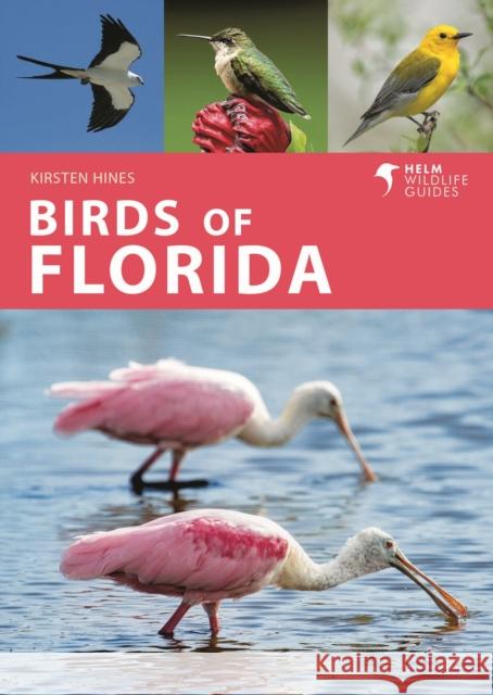 Birds of Florida Kirsten Hines 9781472993359 Bloomsbury Publishing PLC