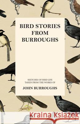 Bird Stories from Burroughs - Sketches of Bird Life Taken from the Works of John Burroughs John Burroughs 9781473335387 Thousand Fields
