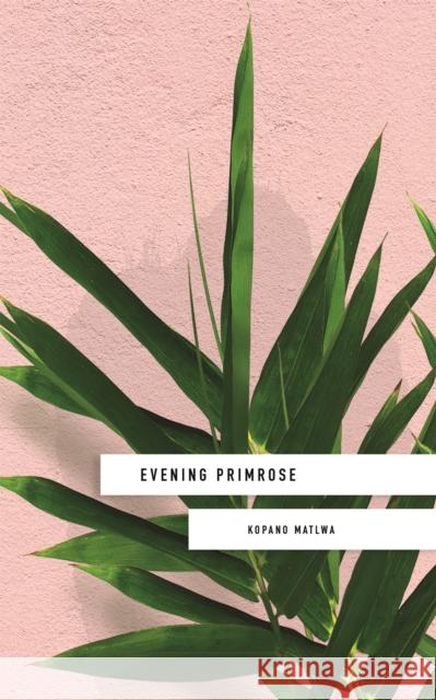 Evening Primrose: a heart-wrenching novel for our times Kopano Matlwa 9781473662285 