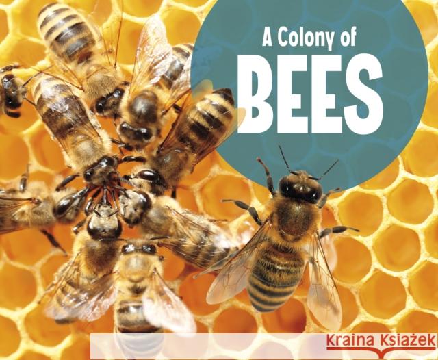 A Colony of Bees Lucia Raatma 9781474785310