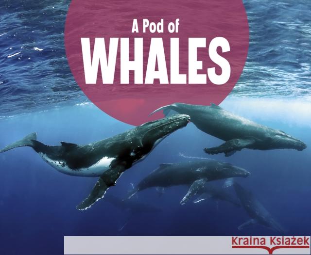 A Pod of Whales Lucia Raatma 9781474785358