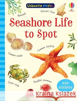 Seashore Life to Spot Sam Smith 9781474974981 Usborne Publishing Ltd