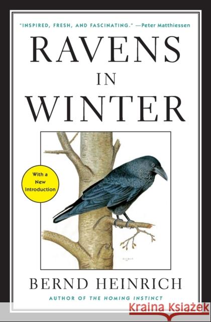 Ravens in Winter Bernd Heinrich 9781476794563 Simon & Schuster
