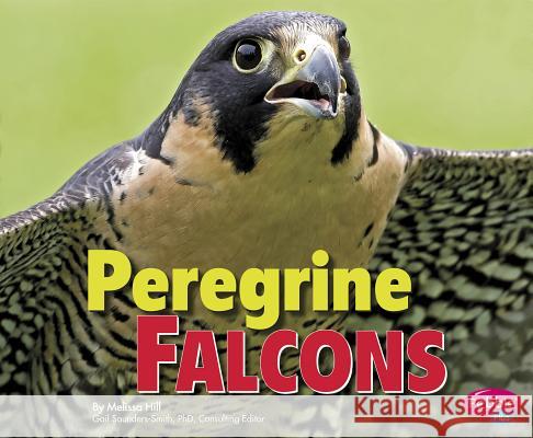 Peregrine Falcons Melissa Hill Phd Gail Saunders-Smith 9781491423103 Capstone