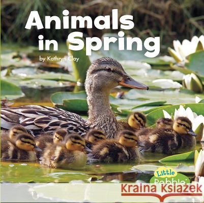 Animals in Spring Kathryn Clay 9781491483022 Capstone Press