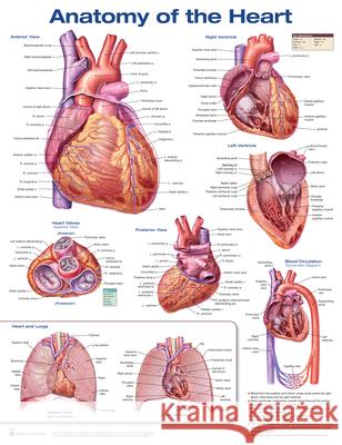 Anatomy of the Heart  Anatomical Chart Company 9781496369598