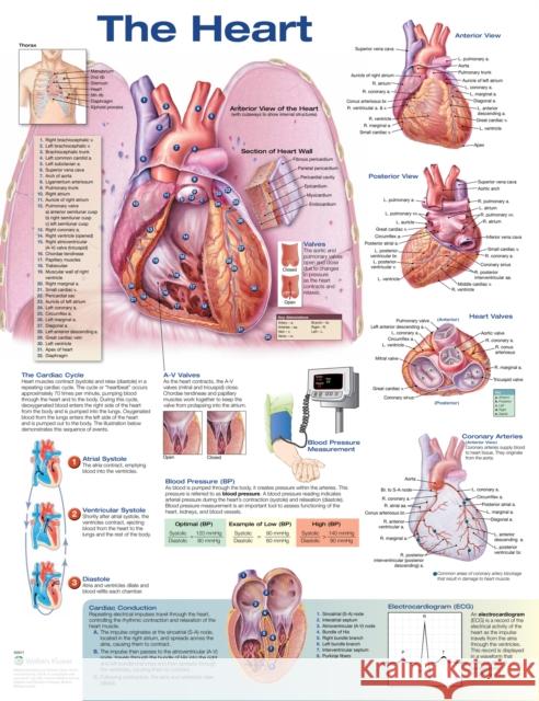 Heart  Anatomical Chart Company 9781496369628 