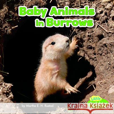Baby Animals in Burrows Martha E. Rustad 9781515738350