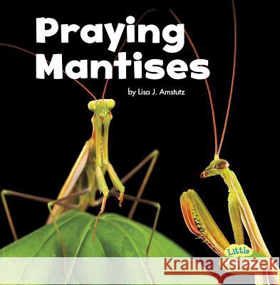 Praying Mantises Lisa J. Amstutz 9781515778387 Capstone Press