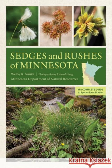 Sedges and Rushes of Minnesota: The Complete Guide to Species Identification Welby R. Smith Richard Haug 9781517902759 University of Minnesota Press