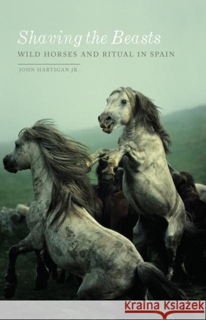 Shaving the Beasts: Wild Horses and Ritual in Spain John Hartiga 9781517904746 University of Minnesota Press