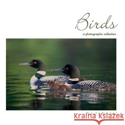 Birds: a photographic collection Kimberli a. Bindschatel 9781518652080