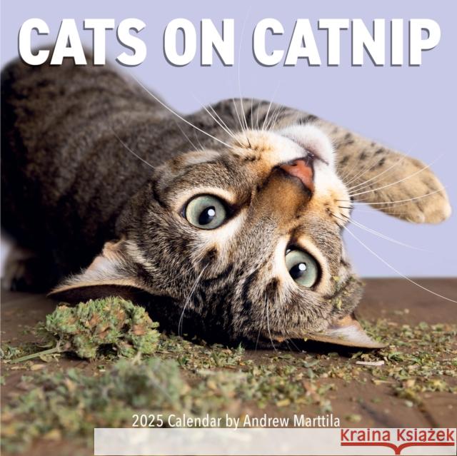 Cats on Catnip Wall Calendar 2025 Andrew Marttila Workman Calendars 9781523526369 Workman Publishing