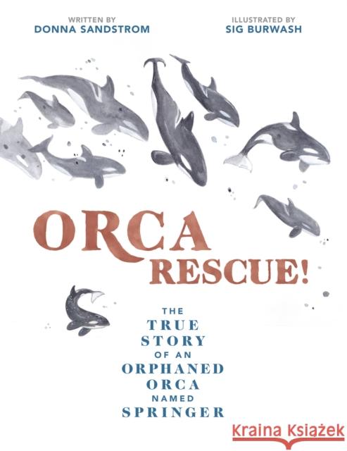 Orca Rescue!: The True Story of an Orphaned Orca Named Springer Donna Sandstrom Sarah Burwash 9781525301179 Kids Can Press