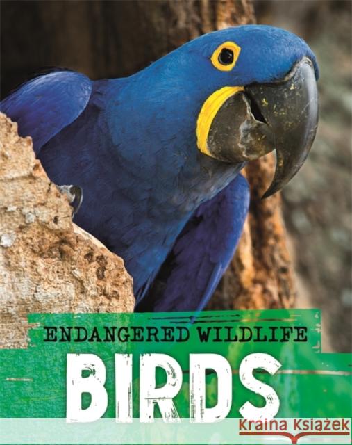 Endangered Wildlife: Rescuing Birds Anita Ganeri 9781526309921