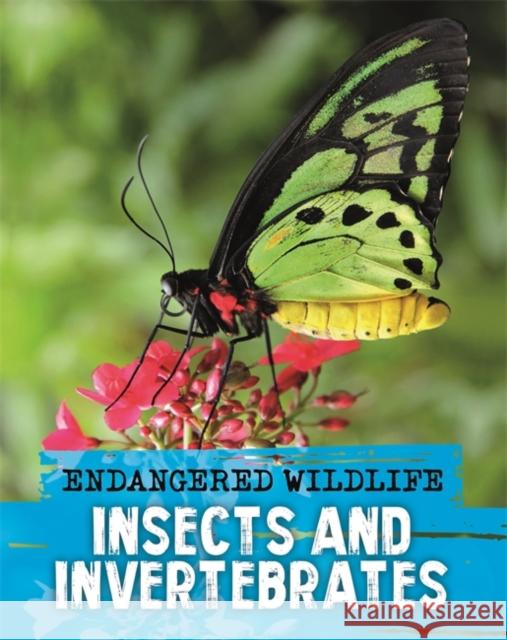 Endangered Wildlife: Rescuing Insects and Invertebrates Anita Ganeri 9781526309983 Hachette Children's Group