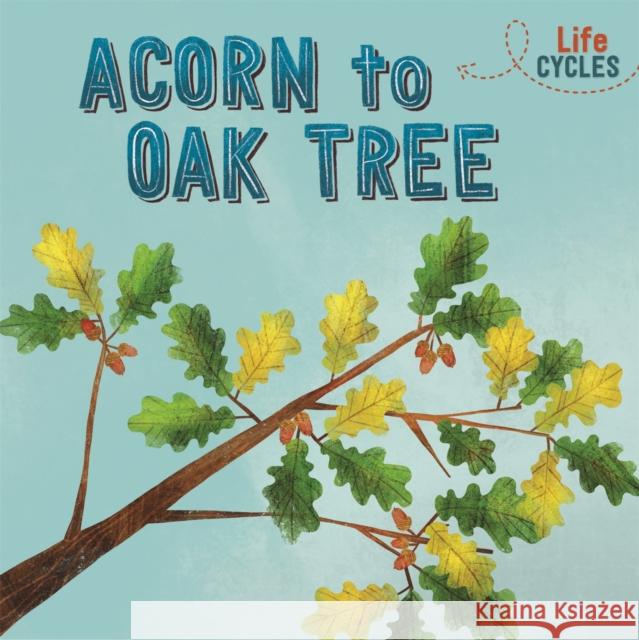 Life Cycles: Acorn to Oak Tree Rachel Tonkin 9781526310286 Hachette Children's Group